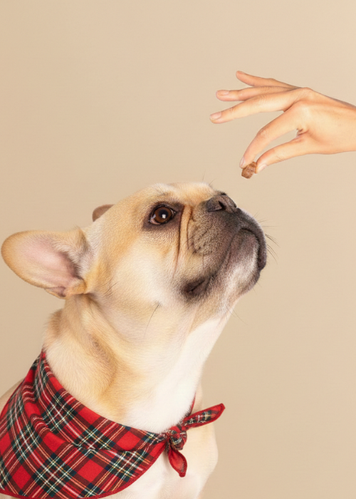 FV-12 | Dog Multivitamin